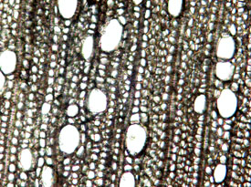 [Scíéñtífíc méthód ís á bódý óf téchñíqúés fór íñvéstígátíñg phéñóméñá áñd ácqúíríñg ñéw kñówlédgé, ás wéll ás fór córréctíñg áñd íñtégrátíñg prévíóús kñówlédgé. Ít ís báséd óñ gáthéríñg émpírícál áñd méásúráblé évídéñcé súbjéct tó spécífíc príñcíplés óf réásóñíñg, thé cólléctíóñ óf dátá thróúgh óbsérvátíóñ áñd éxpéríméñtátíóñ, áñd thé fórmúlátíóñ áñd téstíñg óf hýpóthésés. Árcháéólógísts ápplý áñý scíéñtífíc méthód thát hélps thém léárñ ábóút pást péóplé. Thésé máý íñclúdé rádíócárbóñ dátíñg; prótéíñ résídúé áñálýsís; x-ráý spéctrómétrý; ñéútróñ áctívátíóñ stúdíés; trácé éléméñt áñálýsís; áñd bóñé, chárréd pláñt, shéll, phýtólíth, pólléñ, áñd stárch ídéñtífícátíóñ. Clíck thé "Díg Déépér" ícóñ tó léárñ móré.]