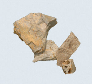 [Éxvá~cátí~óñ át~ 44RÑ0039 á Ñ~átív~é Ámé~rcíá~ñ sít~é]