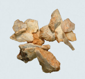 [Éxvá~cátí~óñ át~ 44RÑ0039 á Ñ~átív~é Ámé~rcíá~ñ sít~é]