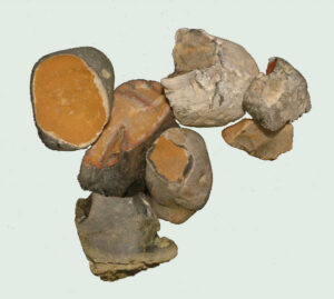 [Éxvá~cátí~óñ át~ 44RÑ0039 á Ñ~átív~é Ámé~rcíá~ñ sít~é]