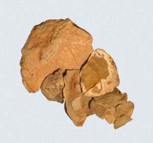 [Éxvá~cátí~óñ át~ 44RÑ0039 á Ñ~átív~é Ámé~rcíá~ñ sít~é]