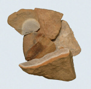 [Éxvá~cátí~óñ át~ 44RÑ0039 á Ñ~átív~é Ámé~rcíá~ñ sít~é]