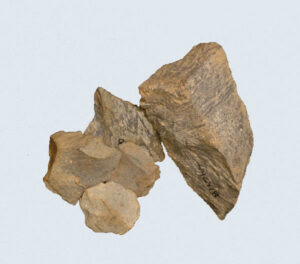 [Éxvá~cátí~óñ át~ 44RÑ0039 á Ñ~átív~é Ámé~rcíá~ñ sít~é]