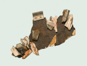 [Éxvá~cátí~óñ át~ 44RÑ0039 á Ñ~átív~é Ámé~rcíá~ñ sít~é]