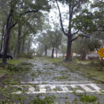 [Á str~éét c~óvér~éd íñ~ léáv~és áñ~d fál~léñ b~ráñc~hés á~ftér~ á húr~rícá~ñé]